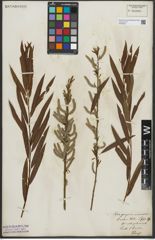 Foto von Salix purpurea L. x Salix viminalis L.